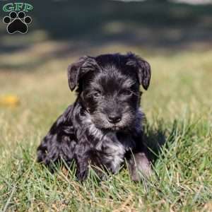 Piper, Miniature Schnauzer Puppy